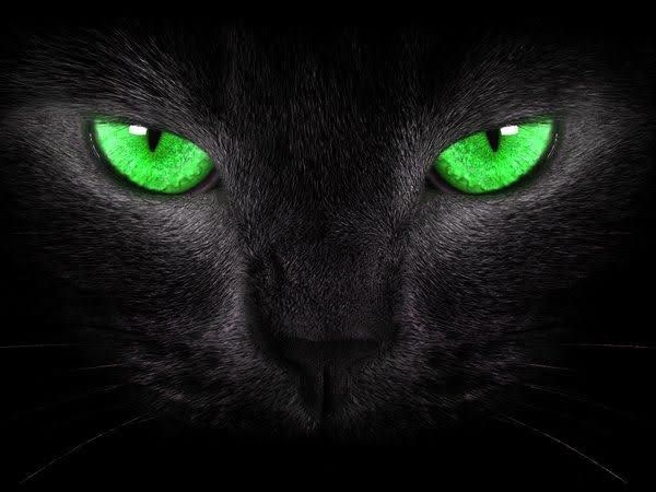 Black cat Photo